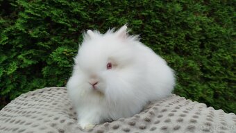 Zakrslý králík, králíček -(TEDDY)-ONDŘEJ A OTA - 4
