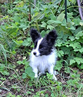 Papillon s PP - 4