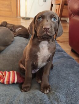 Krásná stenata - 4