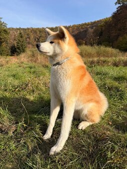 Akita Inu - 4