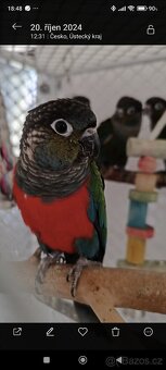 Pyrura červenobřichý (perlata) - 4