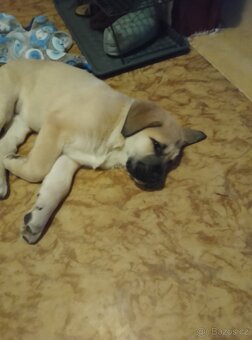 Prodám Cane Corso 3 měs očkování odčervení - 4