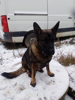 Prodám štěňata Německého ovčáka - 4