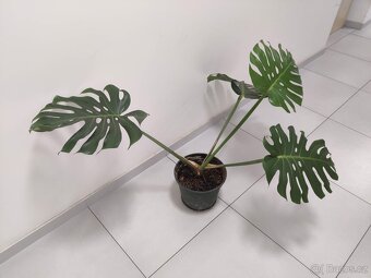 Monstera Olomouc - 4