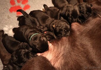 Labradorský retrívr-černá štěňátka s PP - 4