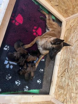 Belgický ovčák malinois s PP - 4