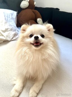 Pomeranian mini připuštění - 4