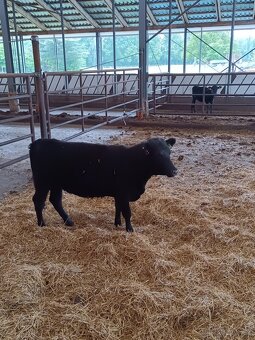 Aberdeen Angus jalovičky - 4