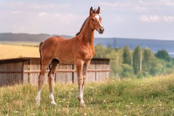 18 ročná žrebná kobyla Zangersheide - 4