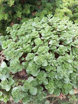 Půdopokryvné trsy rozchodníku (sedum) - 4