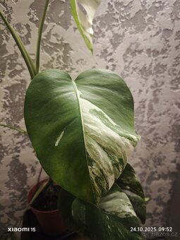 Monstera deliciosa alba - 4