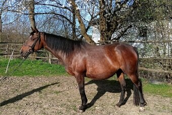 odstávče hřebeček 6 měsíců - 4