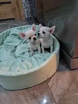 Čivava Mini pejsci - 4