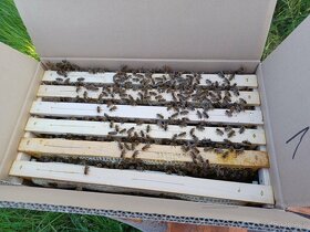 Vyzimovaná včelstva a oddělky - 4
