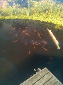 Koi kapr - 4