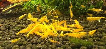 Krevetky neocaridina - 4