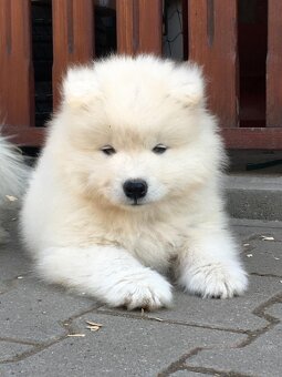 Samojed s PP - 4