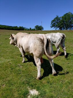 Plemenný býk charolais - 4