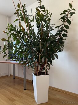 Vzrostlý fíkus (Ficus elastica) 230 cm - 4