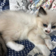 Ragdoll - koťata/kocourci bez PP - 4