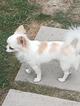 Čivava s PP na krytí - 4