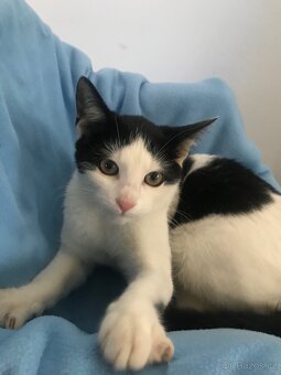 Daruji koťata do dobrých rukou. - 4