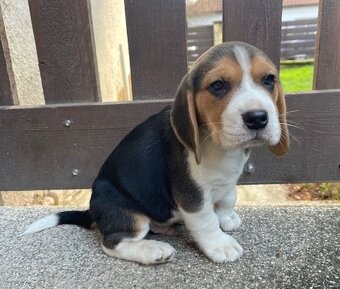 Štěně beagle tricolor, bígl pejsek - 4