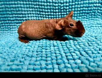 Skinny morče, mazlíček - 4