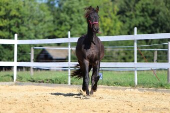 ______Valášek Barock pinto - Frís___ - 4