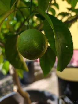 Prodám plodící grep MARSH SEEDLESS (č.47b) - 4