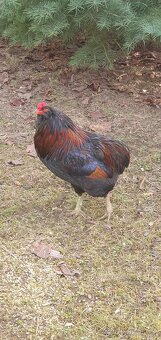 Kohout araukana - 4