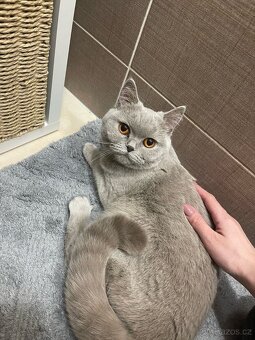 Ragdoll kocour a britská kočka s PP - 4