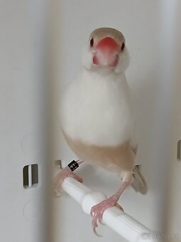 Vyměním - 4