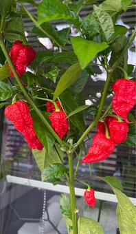 TRINIDAD MORUGA SCORPION Chilli nakládané papričky a salza - 4