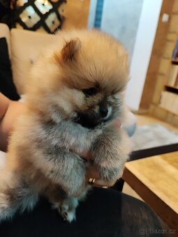 Predám fenku - pomeranian/nemecký špic - 4