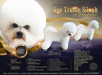 Štěňátka bišonek - bichon frisé s PP - 4