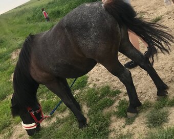Pony - 4