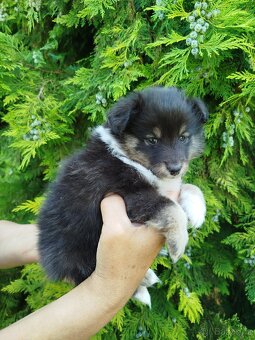 Šeltie / sheltie štěně s PP z Pozdeňské vísky - 4