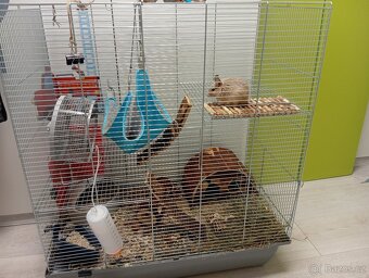 Osmák degu - 4