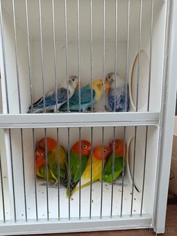 Agapornis fischeri - 4