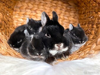Zakrslý králíček- bílopesíkatý černý s PP - 4