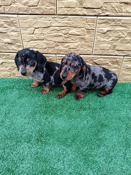 Jezevĉík trpaslicí - 4