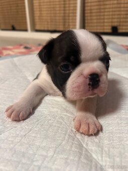 Bostonský teriér - 4