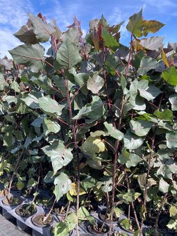 Topol bavlníkový 150 cm - 4