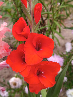 Cibule MEČÍKů - - - viz text a foto - 4