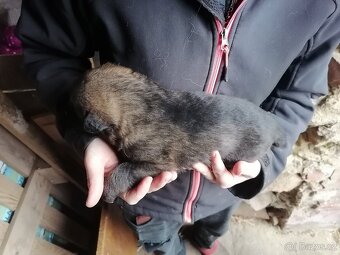 Nemecky ovčák štěňata - 4