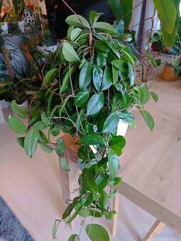 Hoya - 4