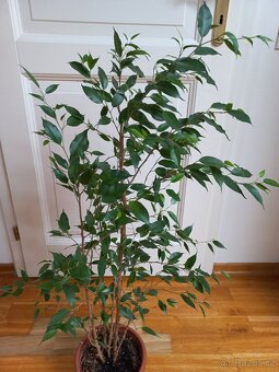 Ficus benjamina - 4