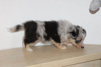Sheltie pejsek s PP - 4