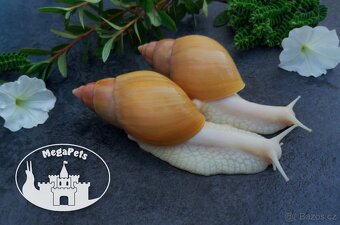 Africký šnek Lissachatina fulica rodatzi albino body Snails - 4